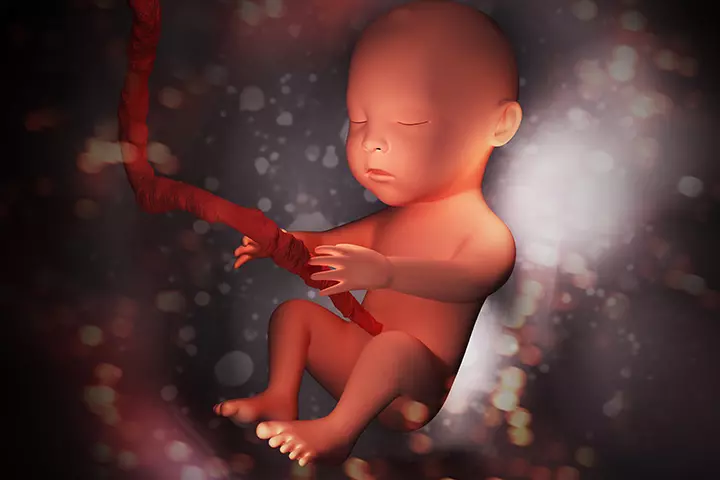 The Fetal Heart Circulation