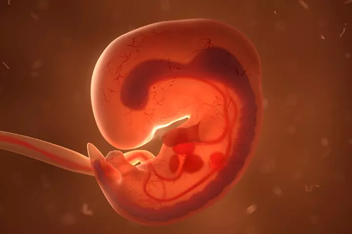 The Myocardial Tube Development