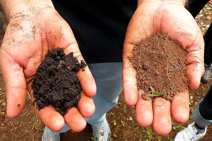 Should You Try Eating Soil Then