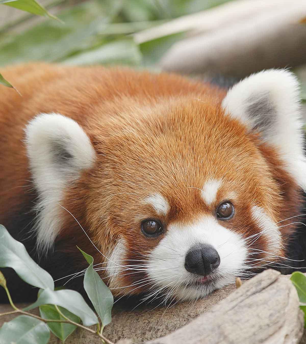 Worlds Cutest Red Panda