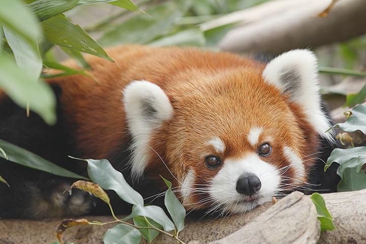 red panda teddies