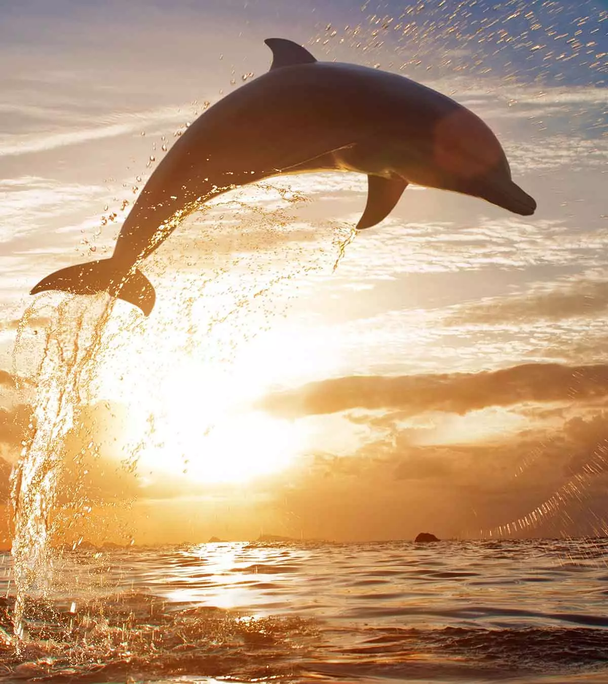 Top 51 Fascinating Facts About Dolphins For Kids