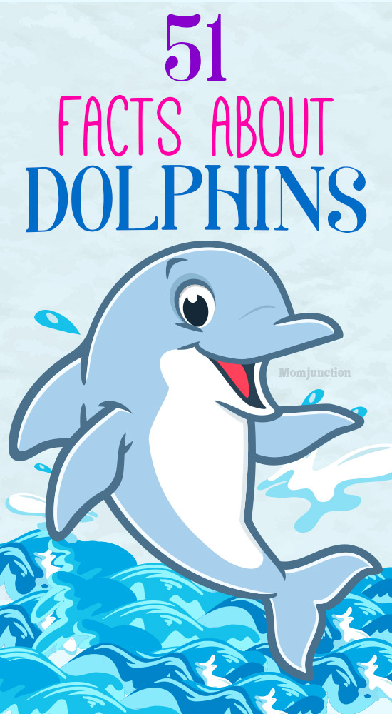 51 Interesting Facts About Dolphins
