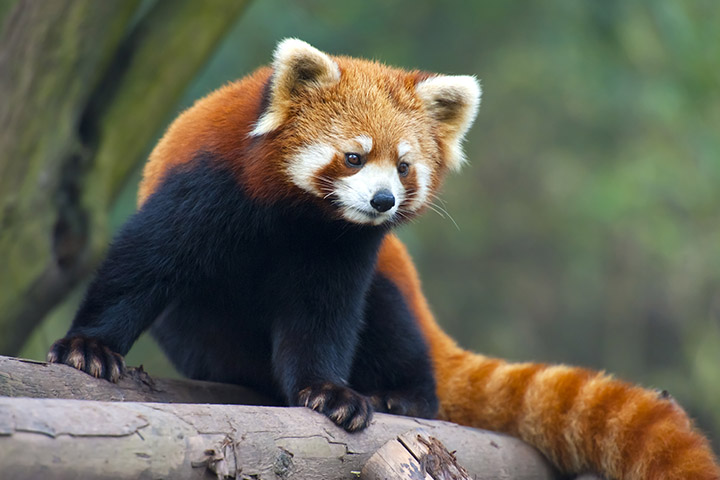Red panda appearance facts for kids