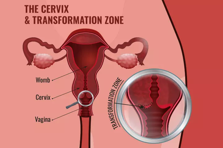 Cervix