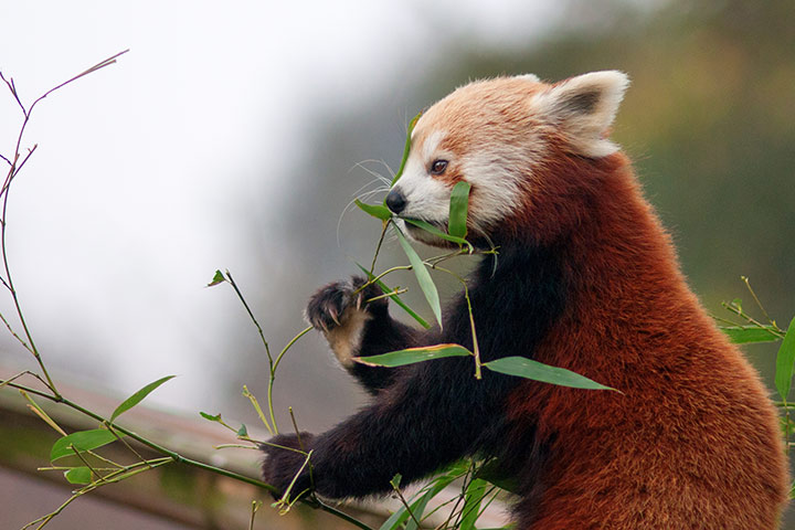 Red panda dietary facts for kids