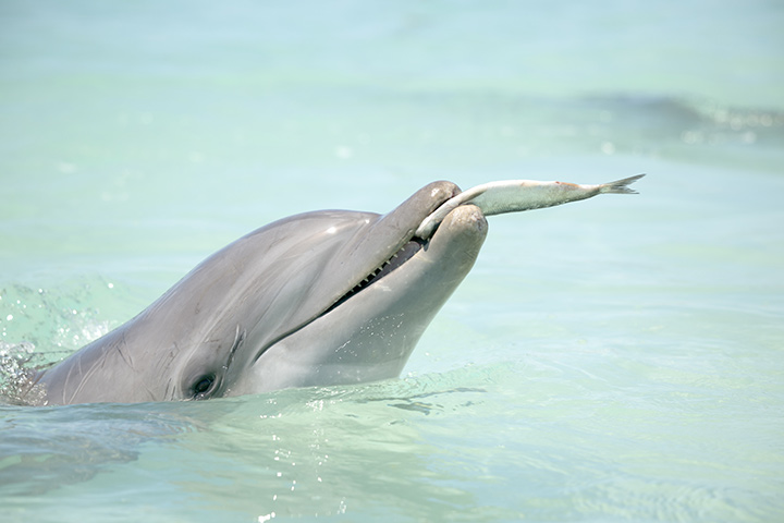 Diet facts about dolphins for kids