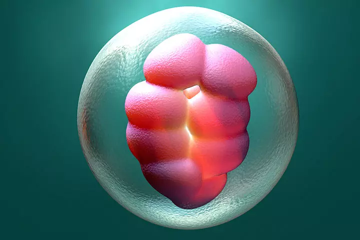 Embryo