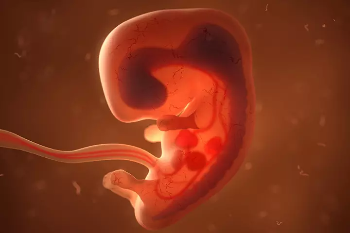 Fetus