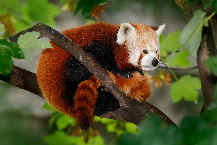 Red panda habitat and endangerment facts for kids