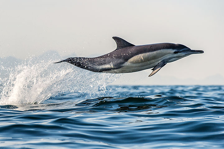 Habitat & endangerment facts about dolphins for kids