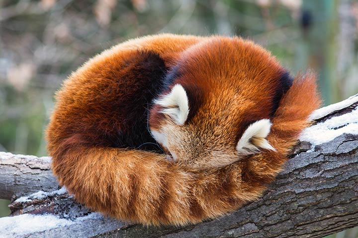 Red panda habits and lifestyle facts for kids