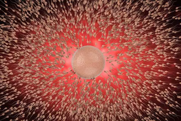 Implantation Takes Place In The Uterus