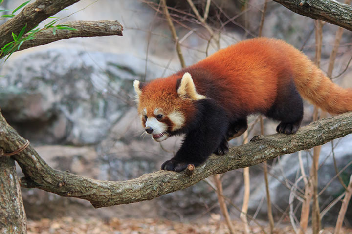 Red panda lifespan facts for kids