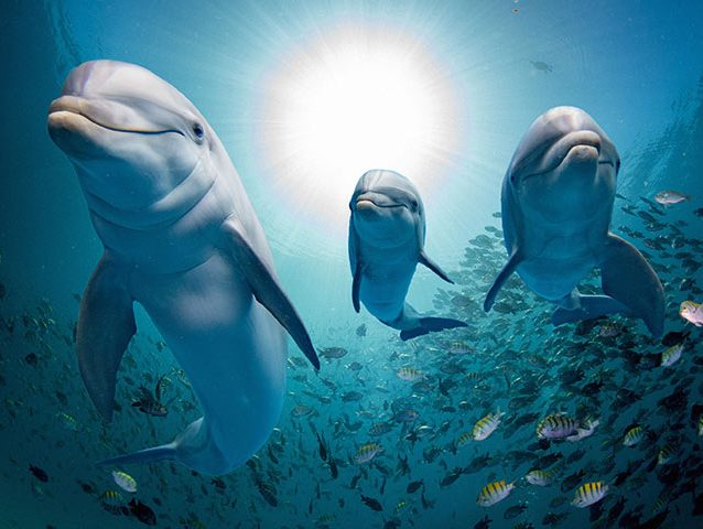 51 Interesting Facts About Dolphins