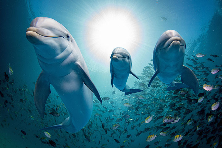 Lifespan facts about dolphins for kids