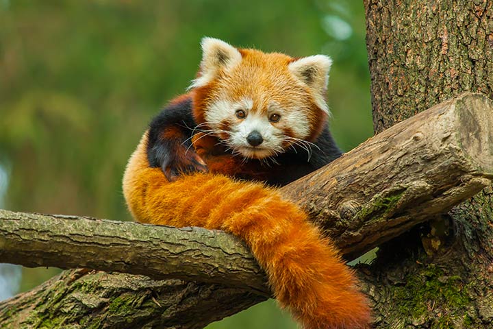 Red panda name and taxonomy facts for kids