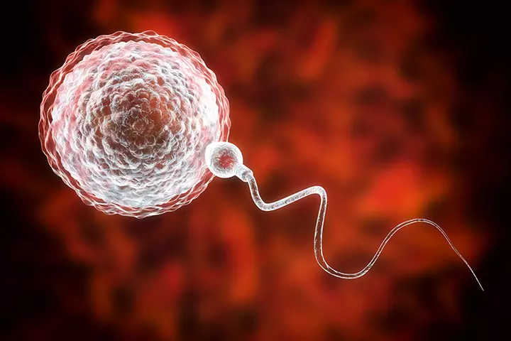 Ovulation Is When Fertilization Takes Place