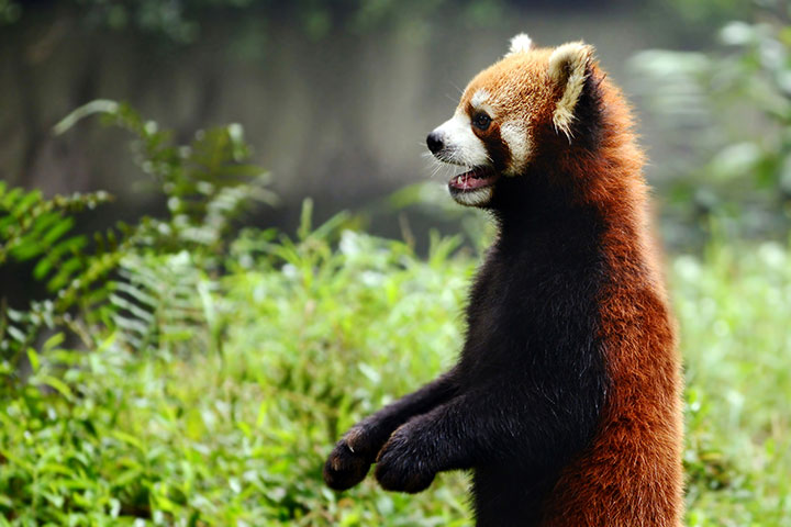 Red panda in society and culture facts for kids