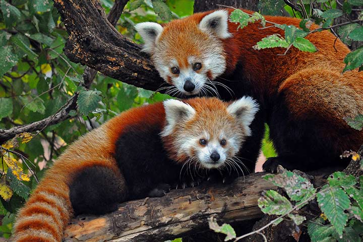 Red panda reproduction facts for kids