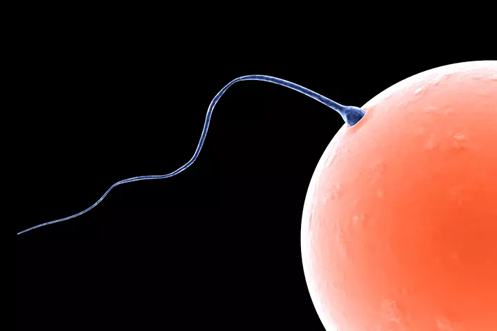 The Egg Changes After Fertilization