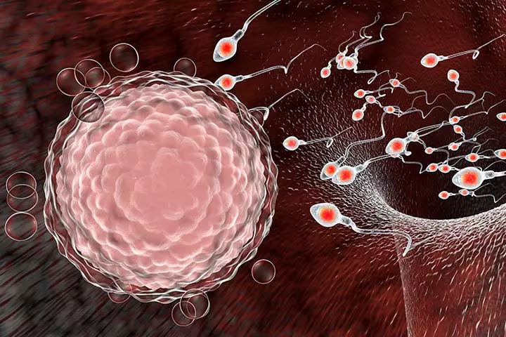 The Fallopian Tube Is Where It All Happens