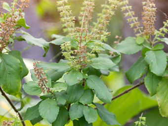 The Power Of Tulsi: How And Why You Should Be Eating Tulsi Leaves Everyday
