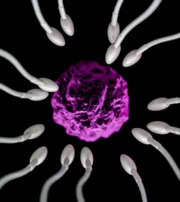 Where Does Fertilization Occur 5 Things You Might Not Know