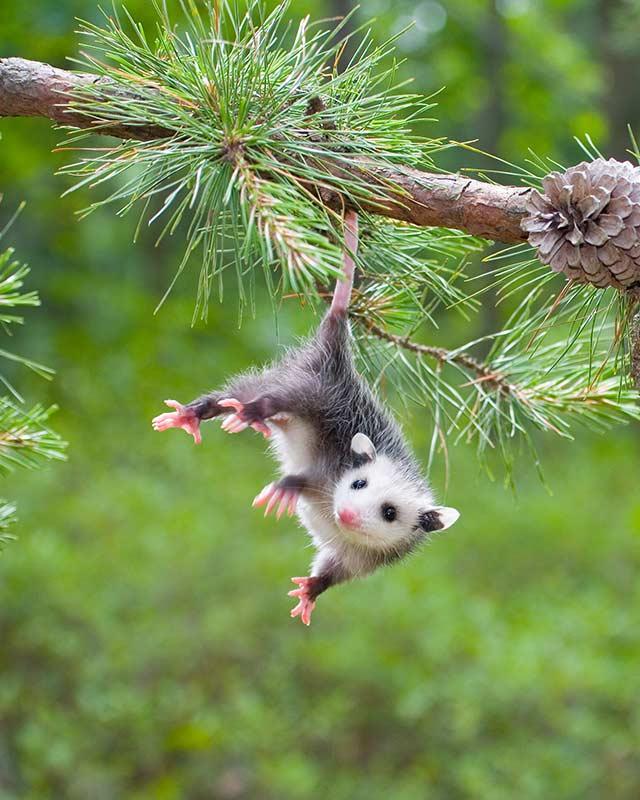 45 Interesting Facts About Opossums