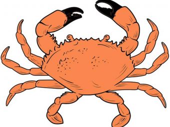 How To Draw A Crab: 10 Easy Steps To Follow