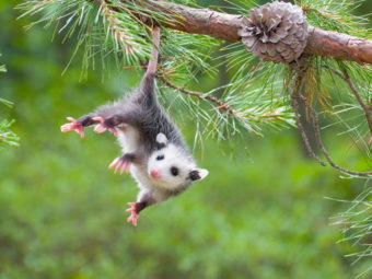 45 Interesting Facts About Opossums