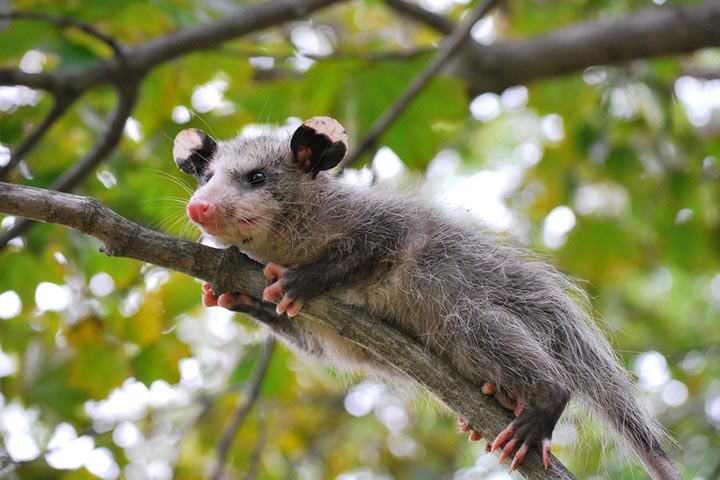 Baby opossums feed on milk for nearly three months