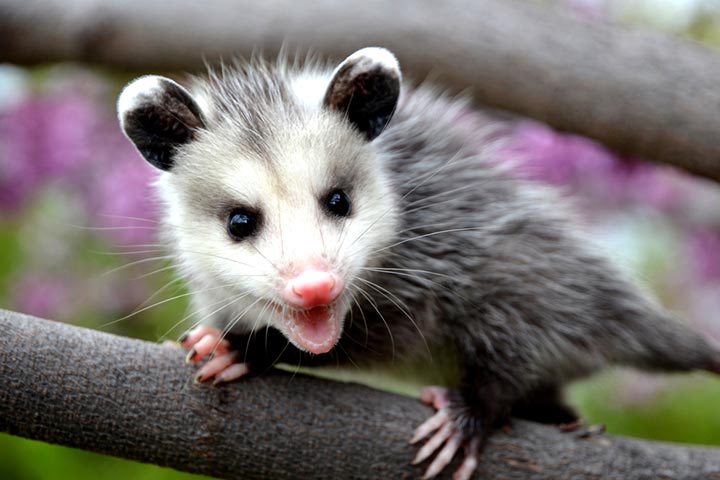 Opossums feed on ticks, an insect that spreads Lyme disease