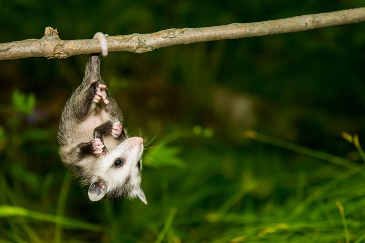 45 Interesting Facts About Opossums
