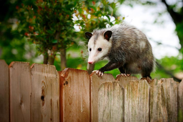 Opossums are members of mammalian infraclass, Marsupialia