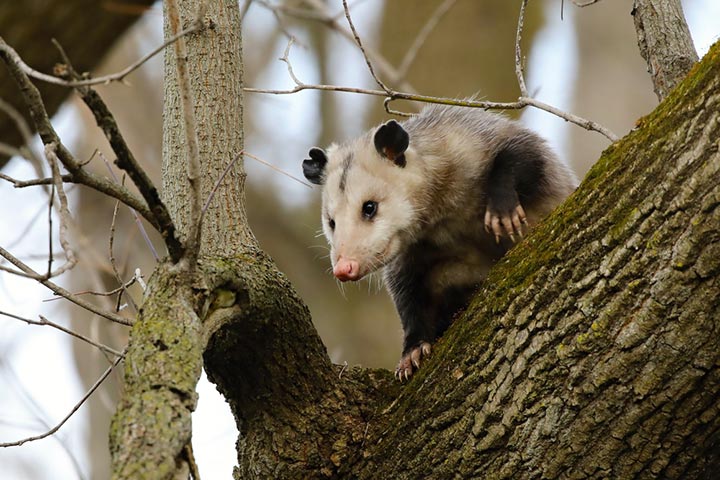 Opossums prefer wet areas with moderate temperature
