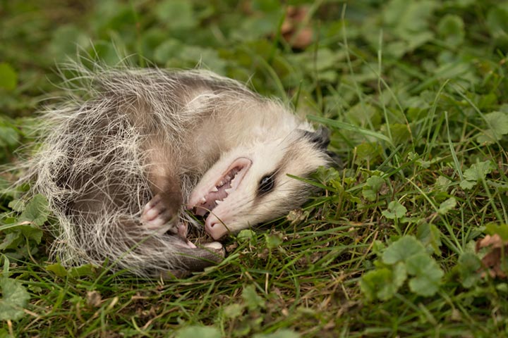 Opossums trick their predators by playing dead