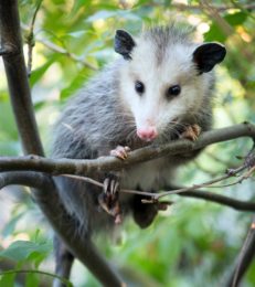 45 Interesting Opossum Facts For Kids