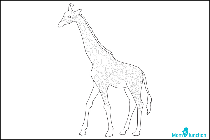 Step 12, how to draw a giraffe