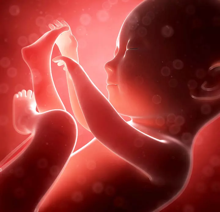  The Position Of The Fetus