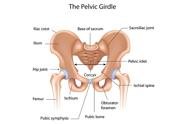 What is pelvic and how does it change in pregnancy