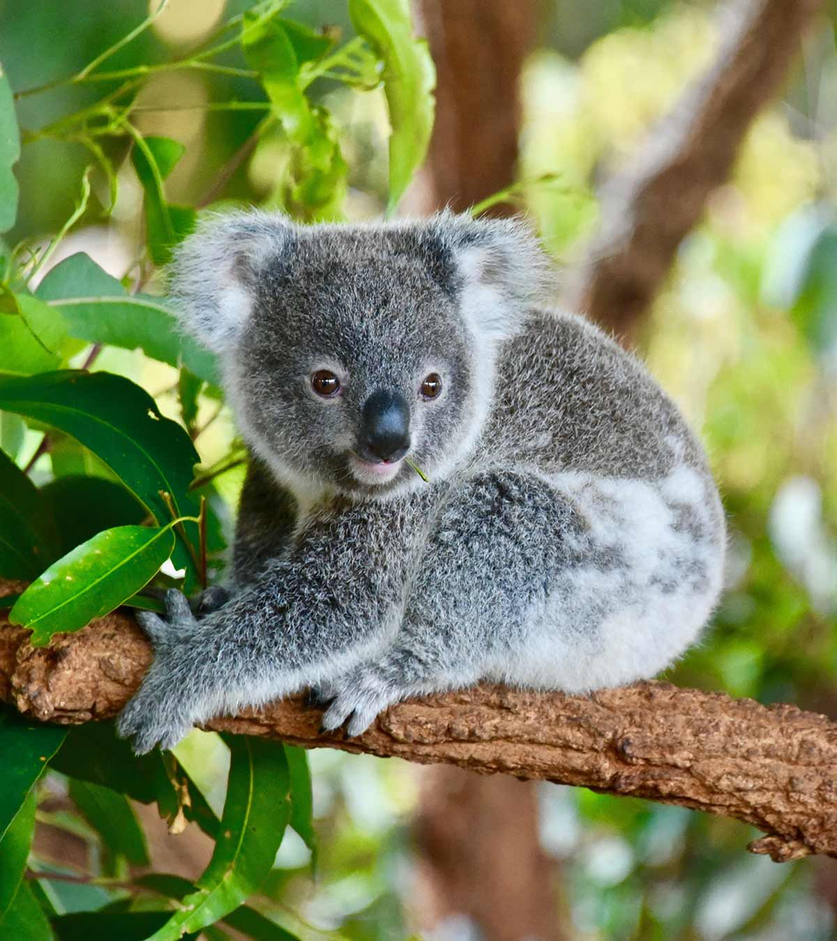 35 Fascinating And Interesting Koala Facts For Kids
