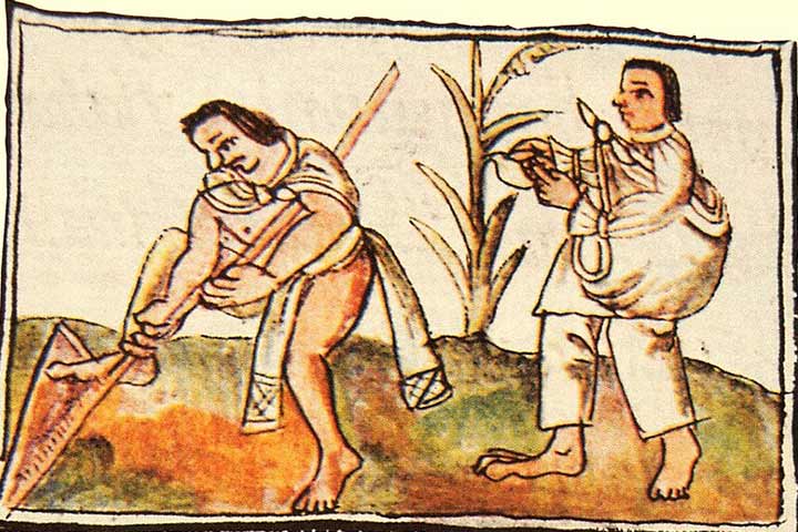 Agriculture and economics, Aztec facts for kids