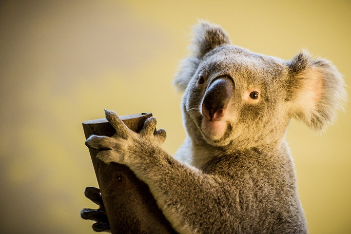 Appearance, koala facts for kids