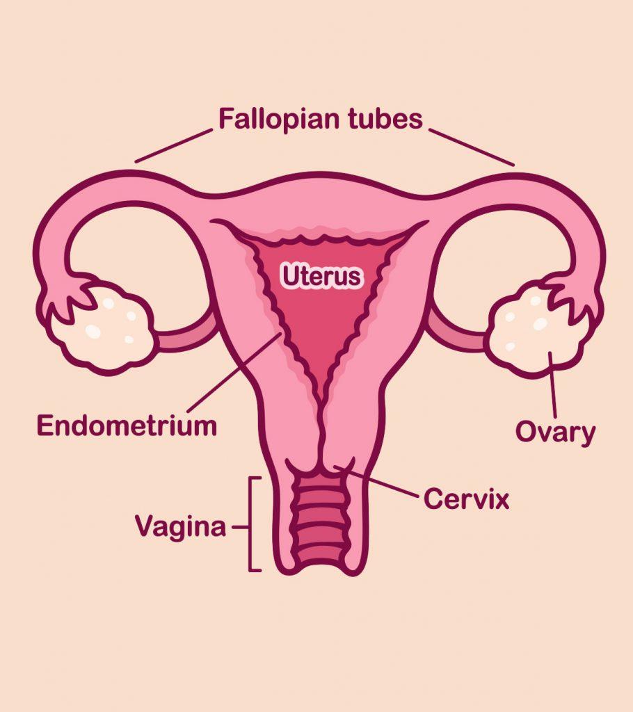 Cervix During Early Pregnancy 