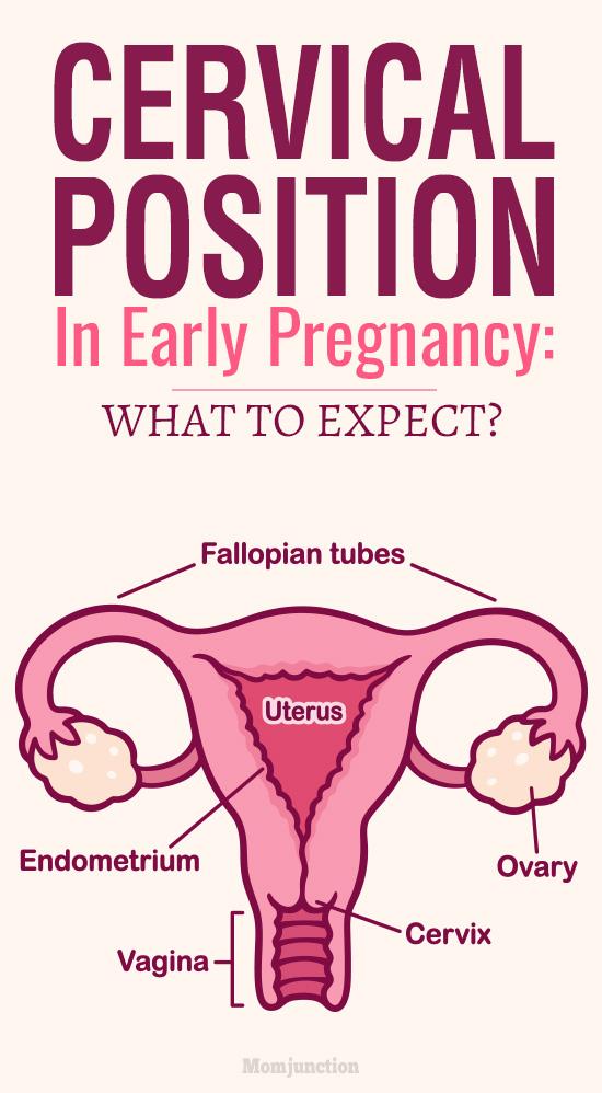 cervical-position-in-early-pregnancy-what-to-expect