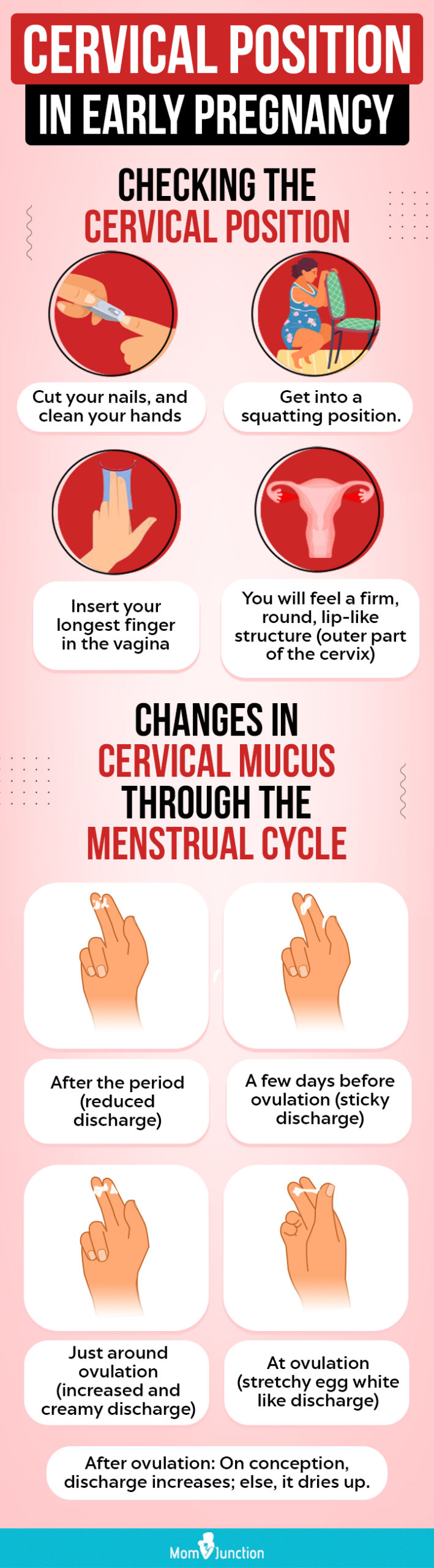 cervical position in early pregnancy (Infographic)