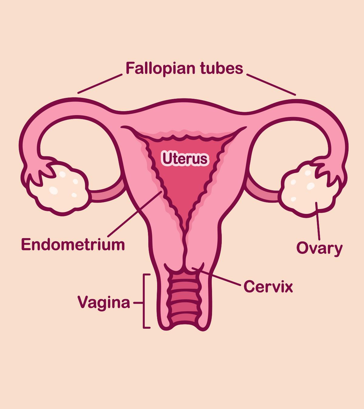 What Does Your Cervix Do In Early Pregnancy PregnancyWalls