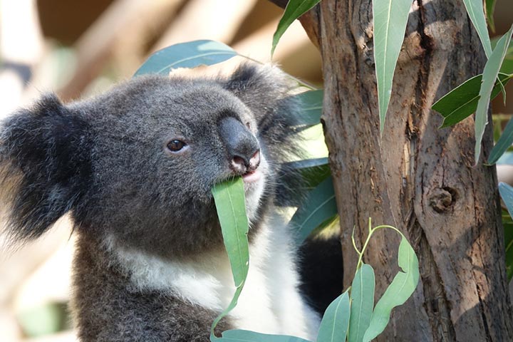 Diet, koala facts for kids