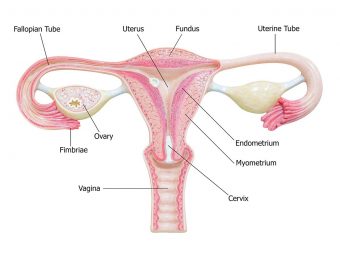 Normal Thickness Of Endometrium, Thickening Symptoms, And Causes